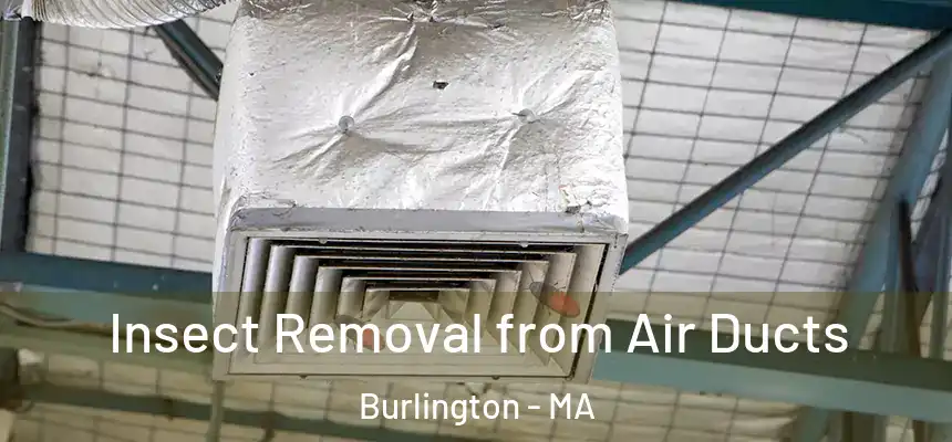 Insect Removal from Air Ducts Burlington - MA