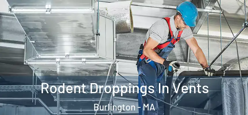  Rodent Droppings In Vents Burlington - MA